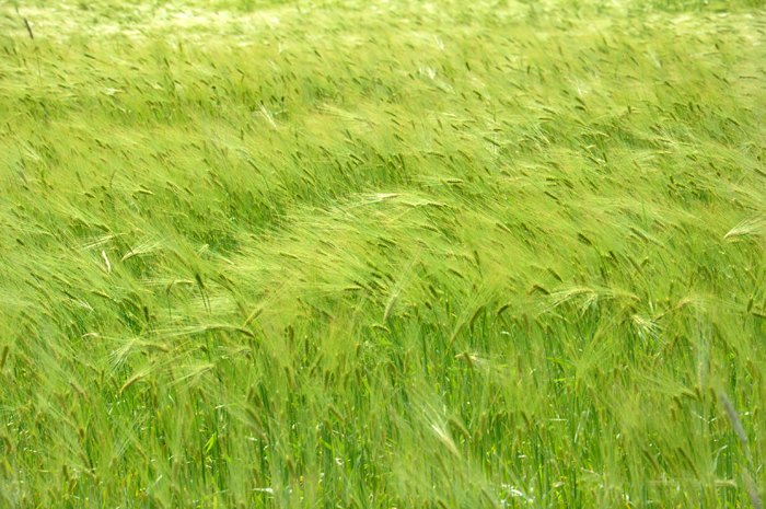 Datei:Einheit allen Seins Verbundenheit.jpg