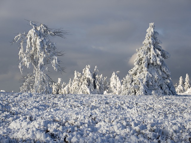 Datei:Bäume Frost Schnee.jpg