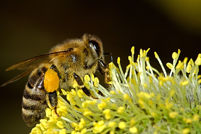 Datei:Biene Fleiß Beflissenheit.jpg