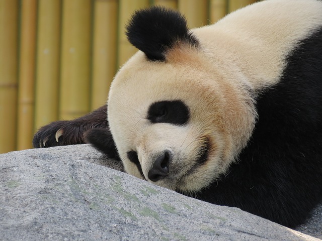 Datei:Panda Bär.jpg