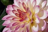 Chrysanthemum.jpg
