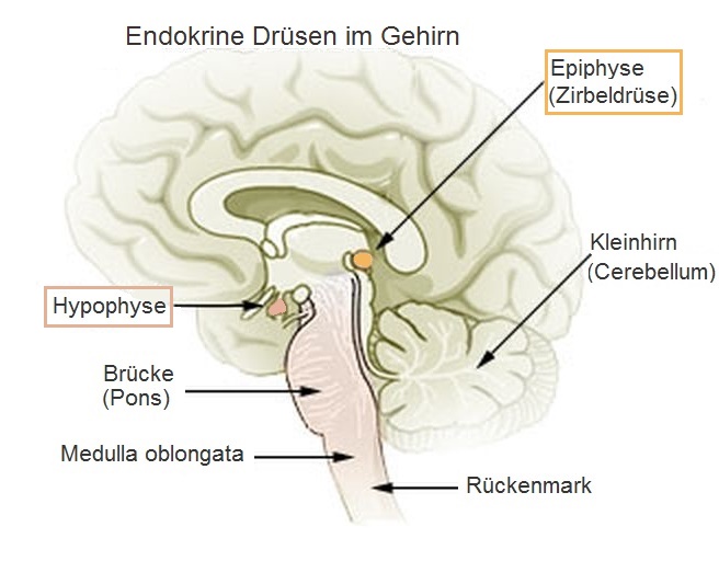 Datei:Zirbeldrüse Epiphyse Hypophyse Gehirn.jpg