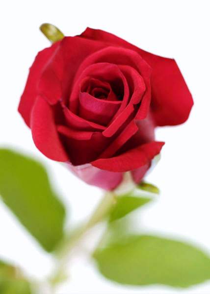 Rose als Ausdruck der Liebe