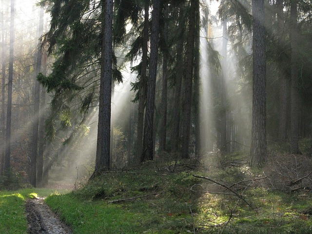 Datei:Wald Nebel Sonnenaufgang.jpg
