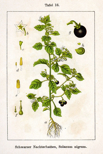 Datei:Solanum nigrum16.jpg