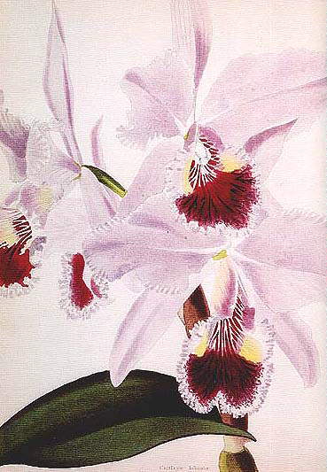 Datei:Garten Selbst Blume Cattleya labiata 2.jpg