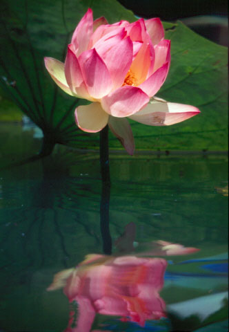 Datei:Lotus wasser.jpg