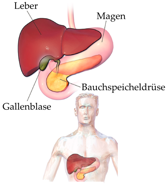 Datei:Leber Magen Gallenblase Bauchspeicheldrüse Verdauung Organe.png