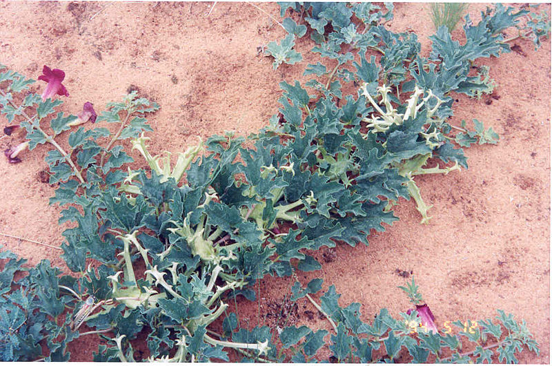 Datei:Afrikanische teufelskralle wüste pflanzejpg.jpeg