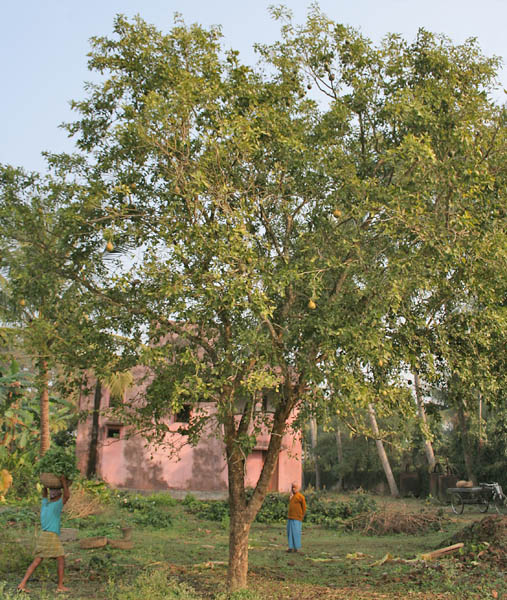 Datei:Bael (Aegle marmelos) tree at Narendrapur W IMG 4115.jpg