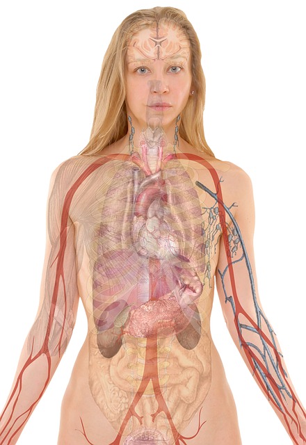 Anatomie Frau Mensch Körper Organe Medizin.jpg