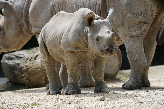 Datei:Nashorn Rhinozeros Tier Tierbaby.jpg