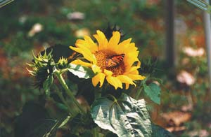 Datei:Sonnenblume.jpg