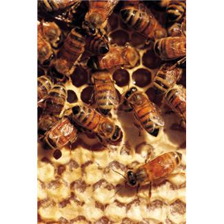 Datei:Bienen.jpg
