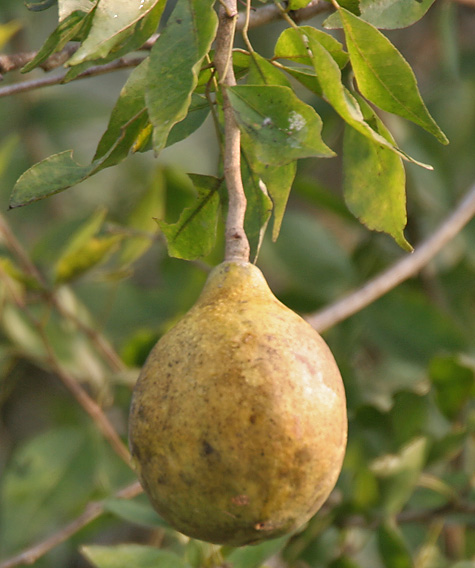 Datei:Bael (Aegle marmelos) fruit at Narendrapur W IMG 4099.jpg