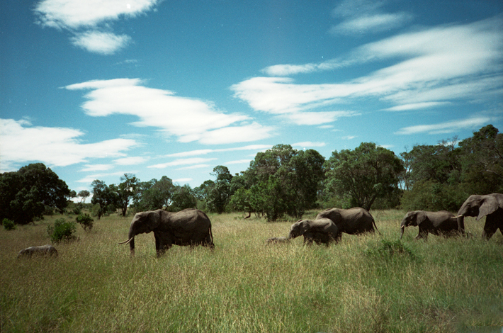 Datei:Afrika-Kenia-Massai Mara-Elefant.jpg