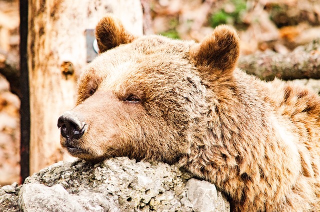 Datei:Gemütlicher Bär schlafend.jpg