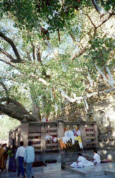 Datei:Mahabodhi-Baum-Bodhgaya.jpg