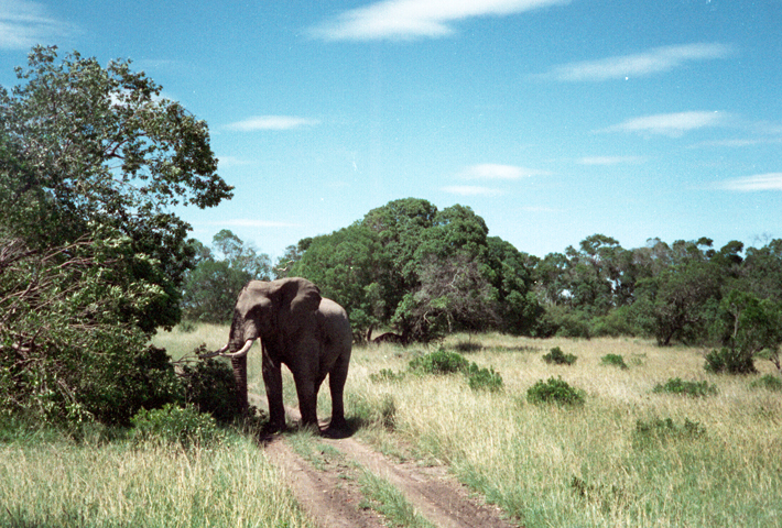 Datei:Afrika-Kenia-Elefant2.jpg