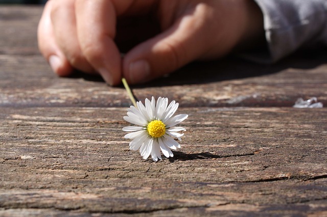 Datei:Gänseblümchen Blume Einfachheit Freude.jpg