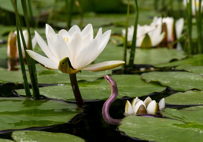 Datei:Nature-schlange-Lotus.jpg