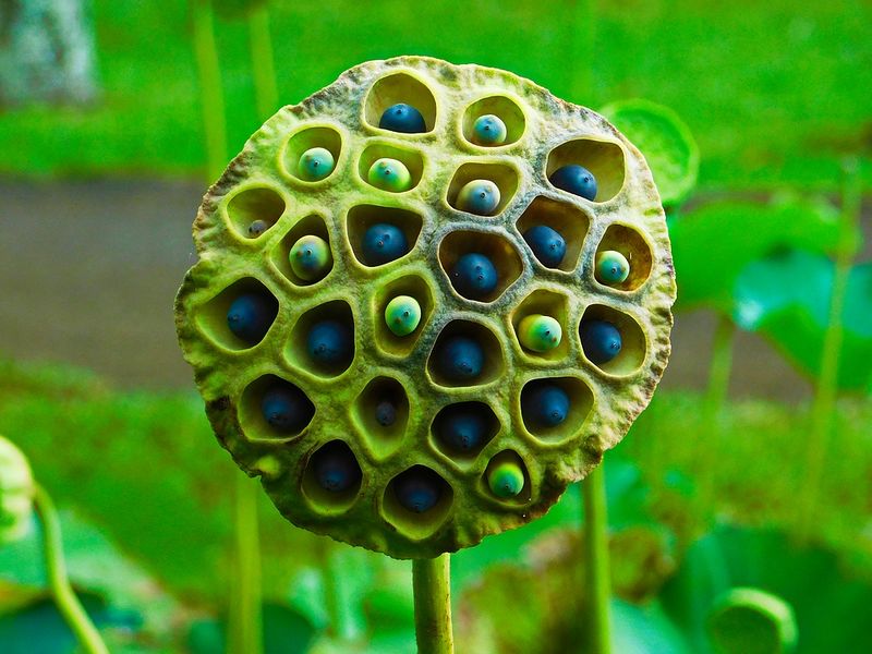 Datei:Lotusblume Samen Lotus-Samen grün.jpg