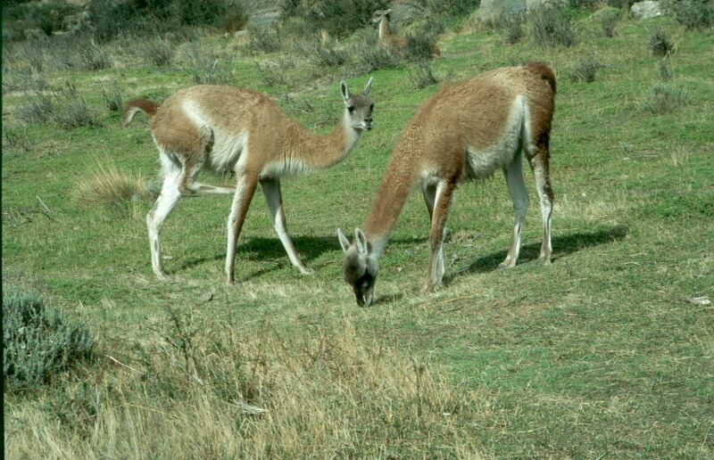 Datei:Chile 12 27.jpg