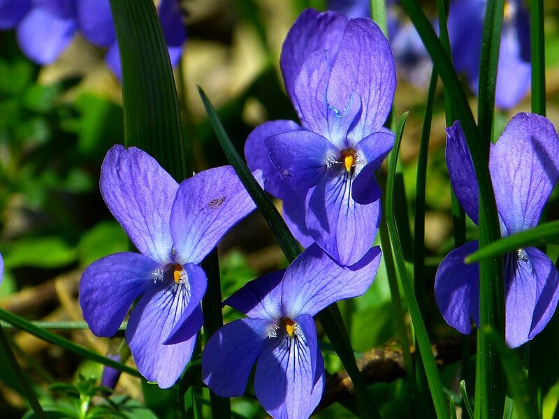 Datei:Veilchen Viola Pflanze Blume Lila Bescheiden.jpg