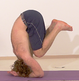 Shishu Marasana AL 2490 Variation 2.png