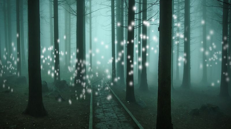 Datei:Orbs Fantasy Wald Weg grün dunkel Bäume Licht Lichtwesen Geister.jpeg