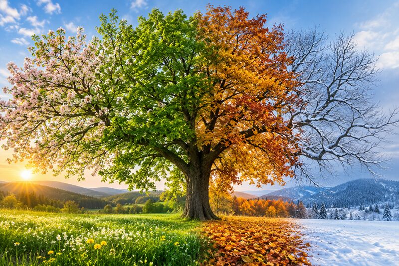 Datei:Jahreszeiten-Fruehling-Sommer-Herbst-Winter-Baum.jpg
