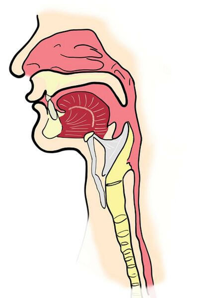Datei:Kelhkopf Grafik Anatomie.jpg