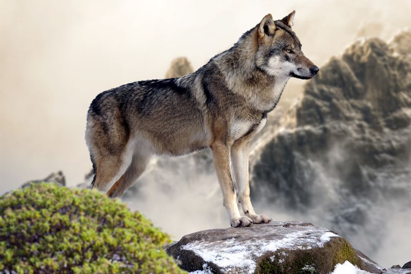 Datei:Wolf Fenrir Fenriswolf Jäger Rudeltier.jpg