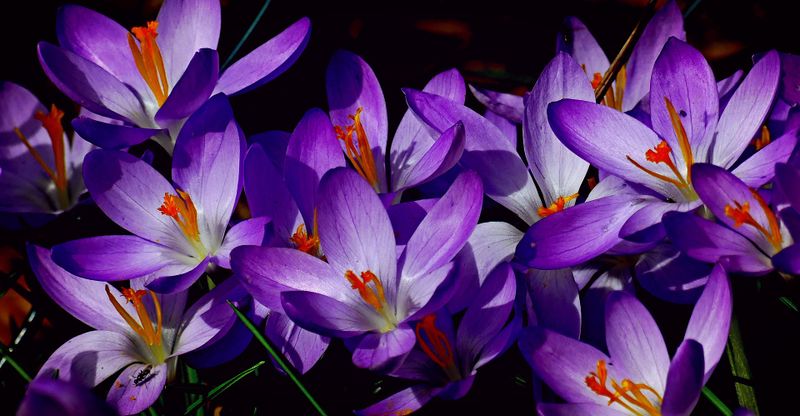 Datei:Krokus-Blüte-Frühling.jpg