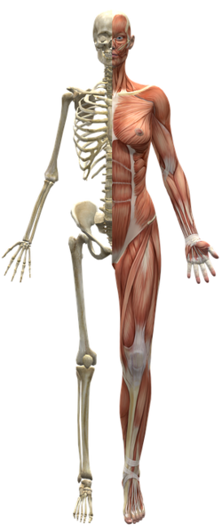 Datei:Skelett Knochen Muskeln Mensch.png