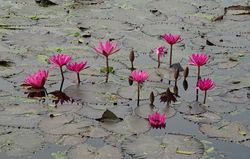 Seerose-Lotus-Blüte.jpg