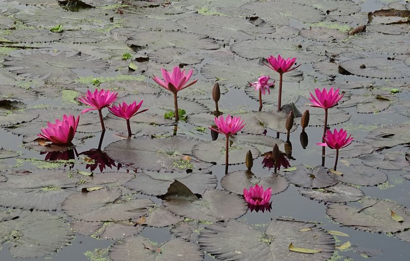 Datei:Seerose-Lotus-Blüte.jpg