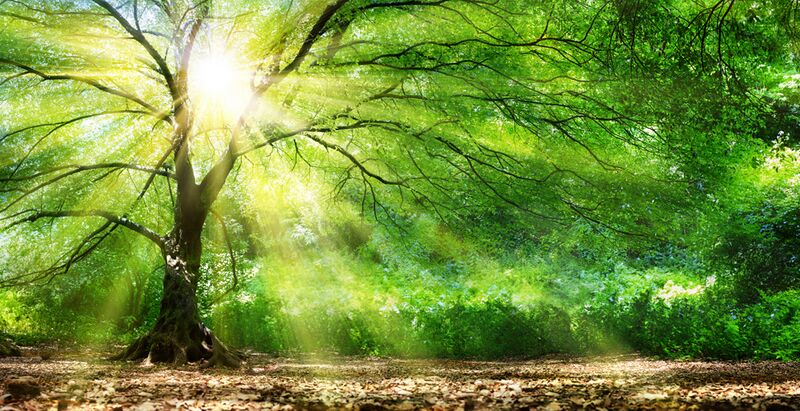 Datei:Sonnenlicht-Wald-Baeume-Natur.jpg