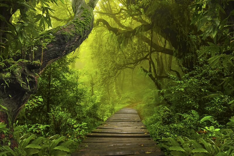 Datei:Weg-durch-den-Wald-Orientierung-Lebensweg.jpg