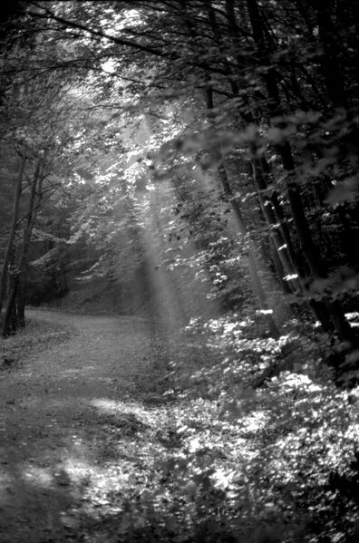 Datei:Lichtstrahl-im-Wald-Sonnenlicht.jpg