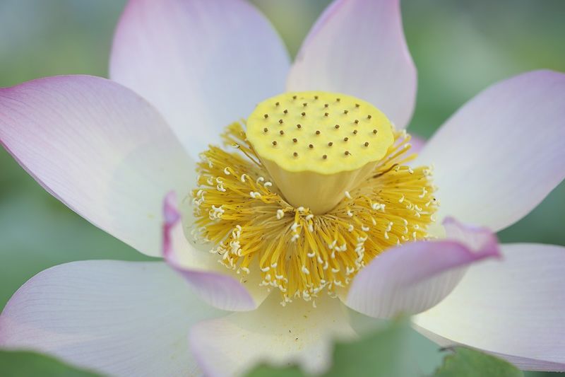 Datei:Lotusblüte.jpg