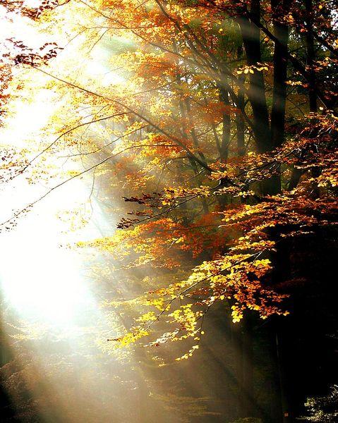 Datei:Wald Licht.jpg