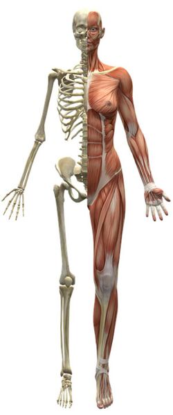 Datei:Skelett Knochen Muskeln Mensch.jpg