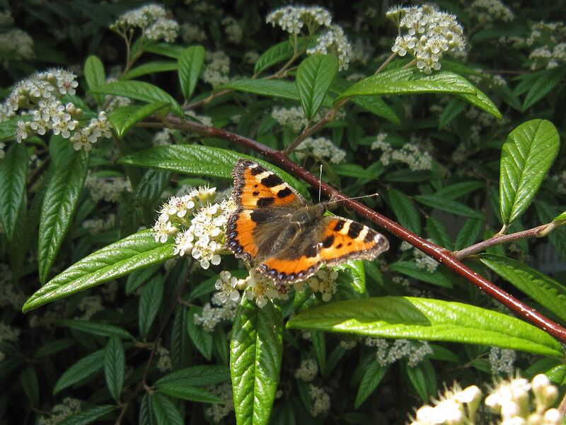 Datei:Schmetterling Transformation Transformieren.jpg