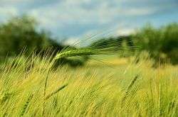 Getreide grün natur.jpg