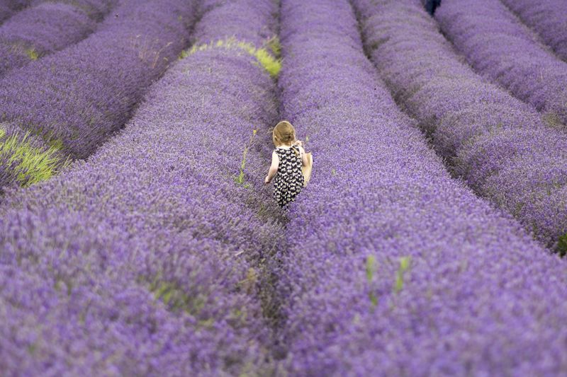 Datei:Lavendel Blumenfeld Parfüm Lila Violett.jpg