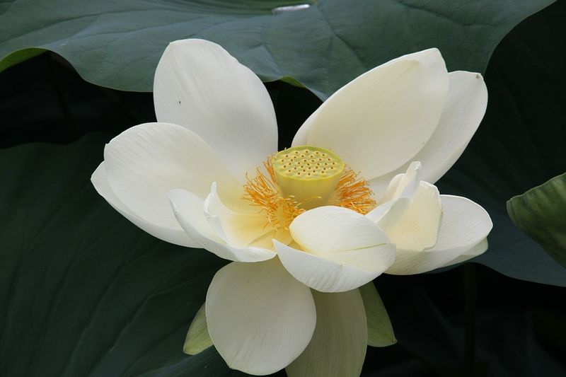 Datei:Lotus Lotusblüte weiss.jpg