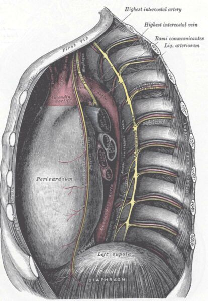 Datei:Gray Anatomie Herz und Faszien.jpg