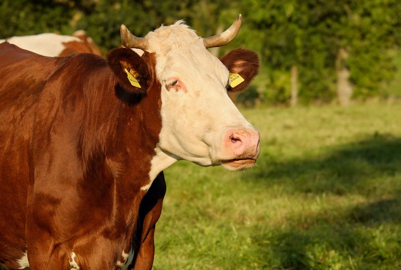 Datei:Cow-Rind-Tierhaltung.jpg