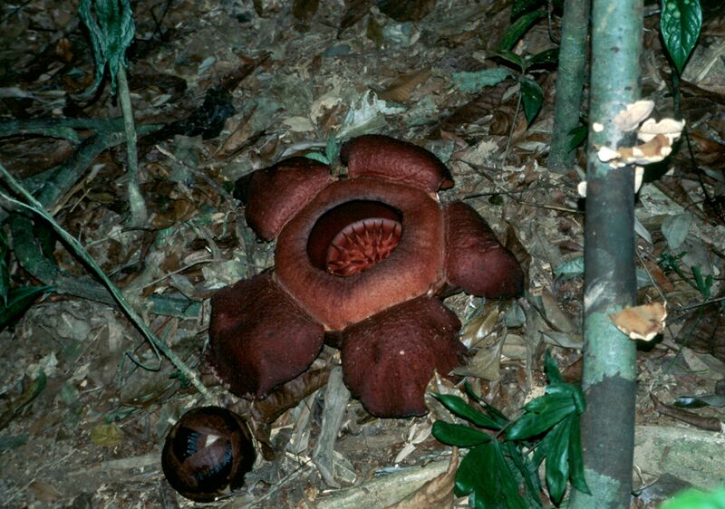 Datei:Rafflesia Thailand Khoa Sok NP.jpg